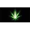 CBD Cannabis